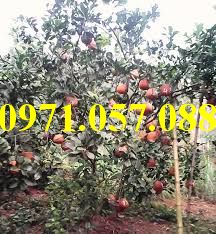 Cây giống bưởi luận văn